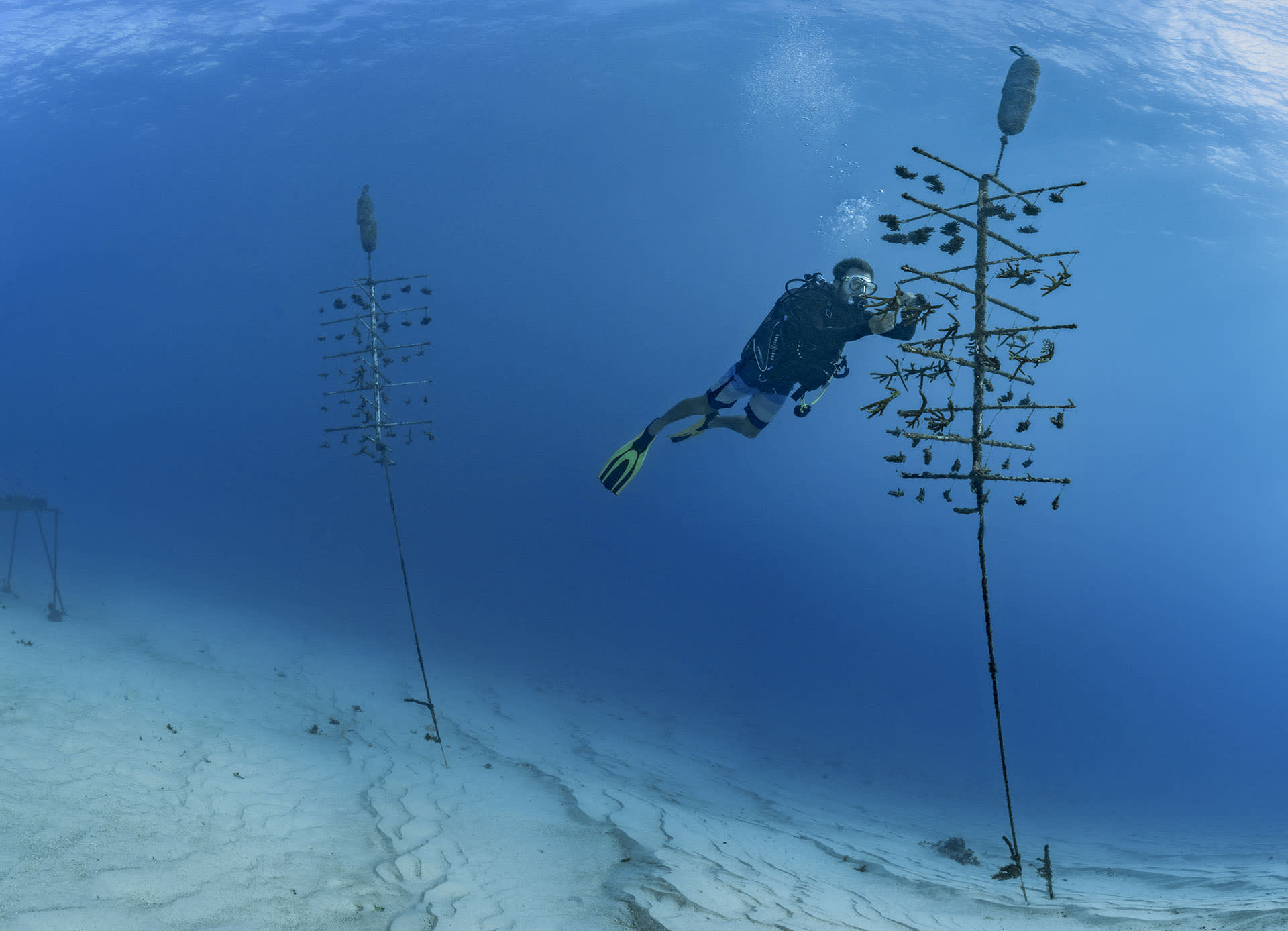 dive the coral reefs of the french islands with alexis rosenfeld