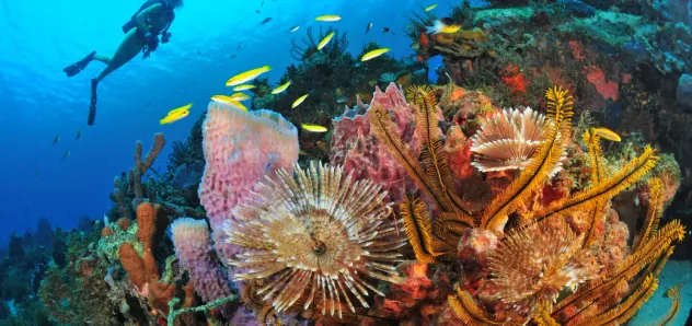 Plongée sous marine - Martinique