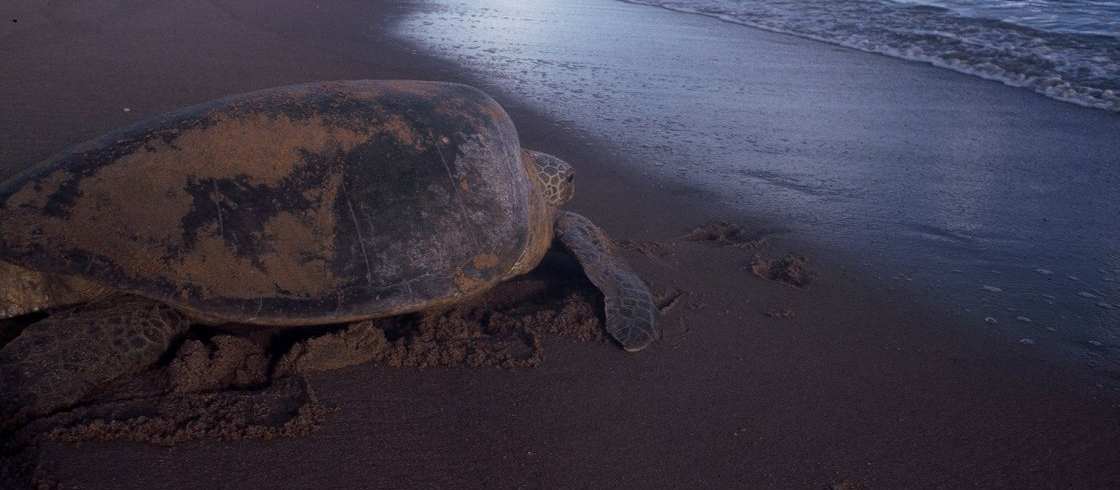 Turtle-watching in French Guiana: tips from a naturalist