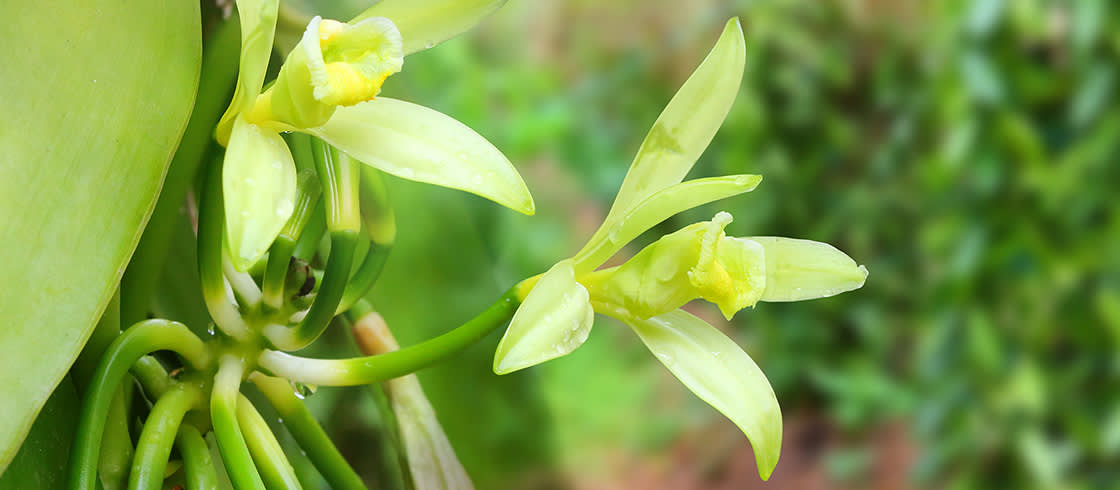 Baunilha Bourbon : a orquídea mexicana introduzida na Ilha de Reunião