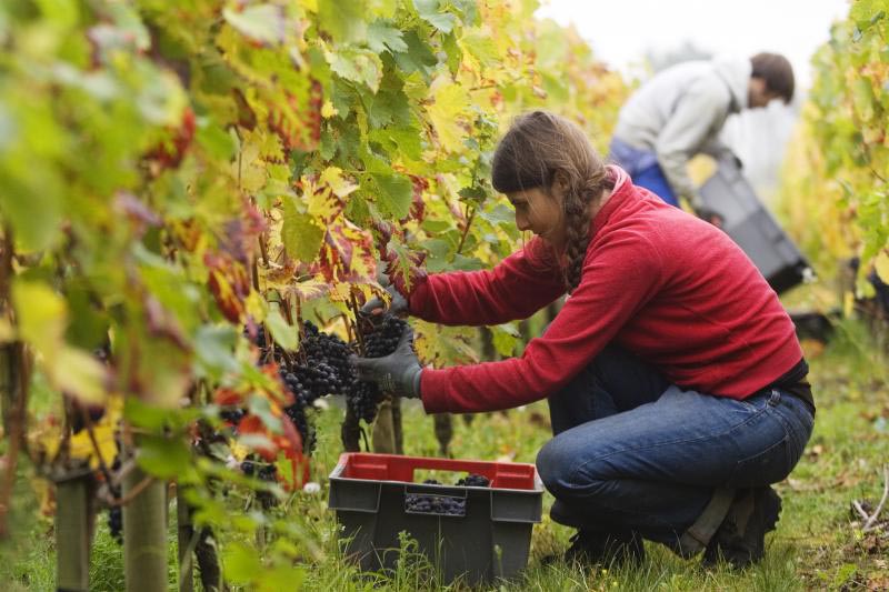 image__header__bernard-magrez-luxury-wine-tourism__grape-harvestjpg