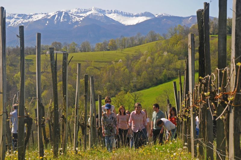 Jurancon vineyard © Pau Pyrenees Tourisme D.Guilhamasse-CRTNA