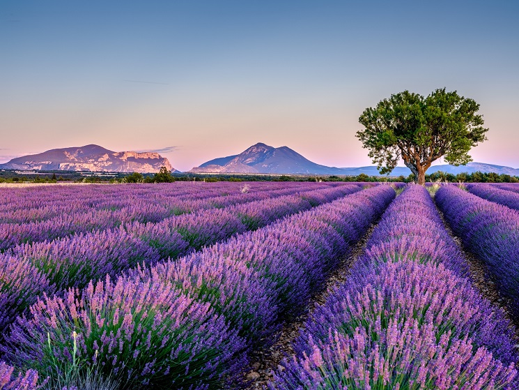 en mer, french lavender