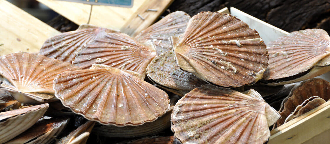 The French Scallop 5 Minutes To Know Everything