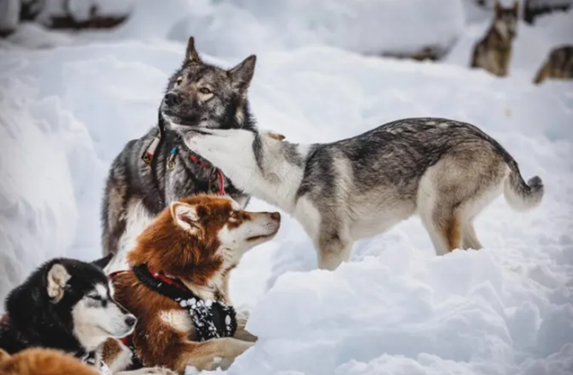 Try a dog sled ride in the French Alps
