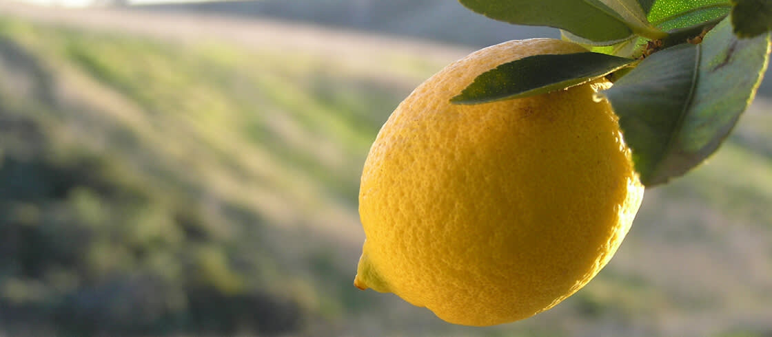 Menton lemons, the jewel of the Côte d'Azur