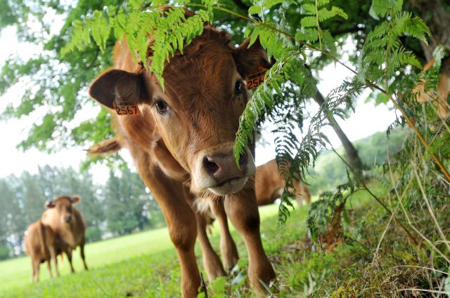 Limousin cows ©D_Guillemain-CRTNA 