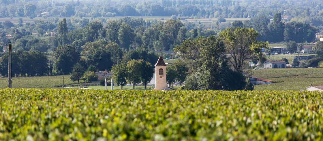 Saint Emilion vineyards in Bordeaux region