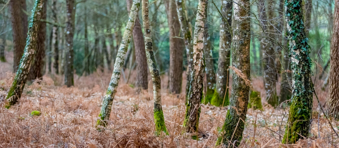 Bretagne : Les plus belles forêts pour se promener en automne