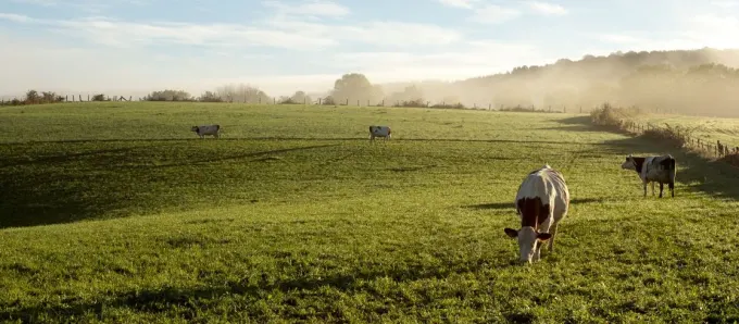C'est avec le lait des vaches montbéliardes que l'on fabrique le comté AOP au coeur du Parc naturel régional du haut-Jura., en Bourgogne-Franche-Comté.