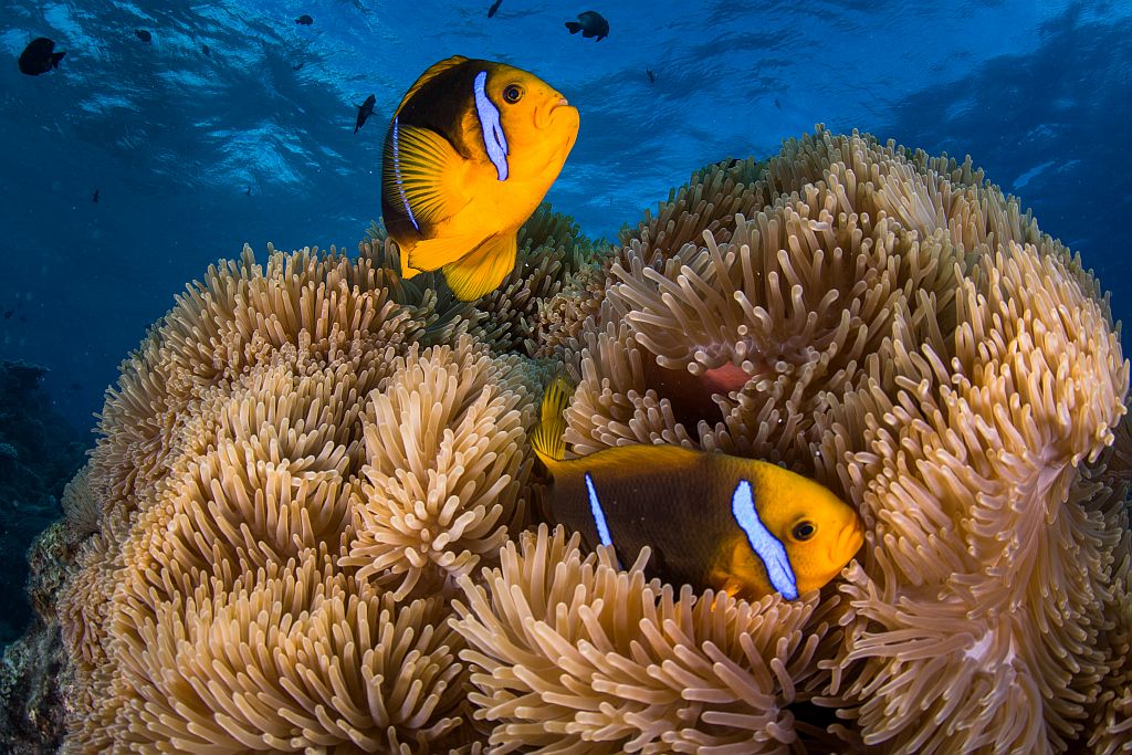 An abundance of beauty in the reef -© Grégory Lecoeur LR