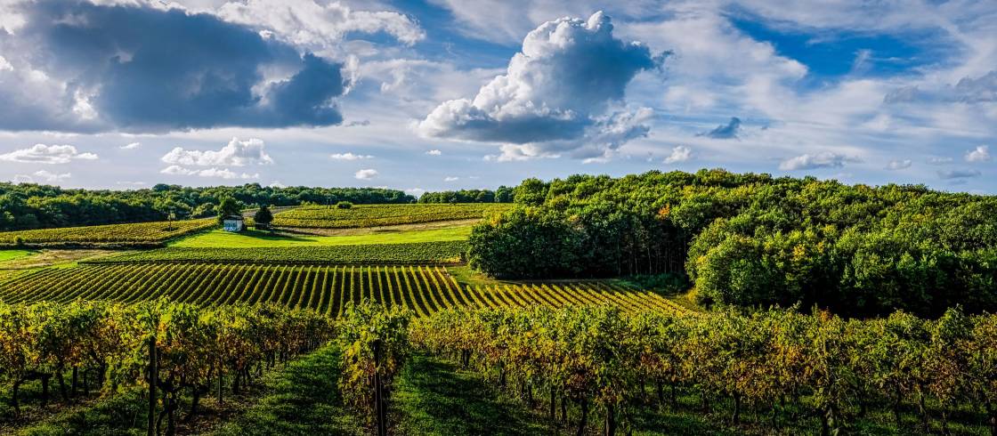 La Champagne en Fête  Les plus belles destinations dans les vignobles de  France - Le portail officiel de l'œnotourisme en France