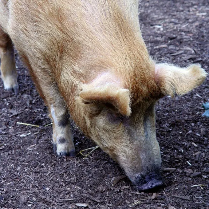 Cavage de truffe à l’aide d’un cochon.