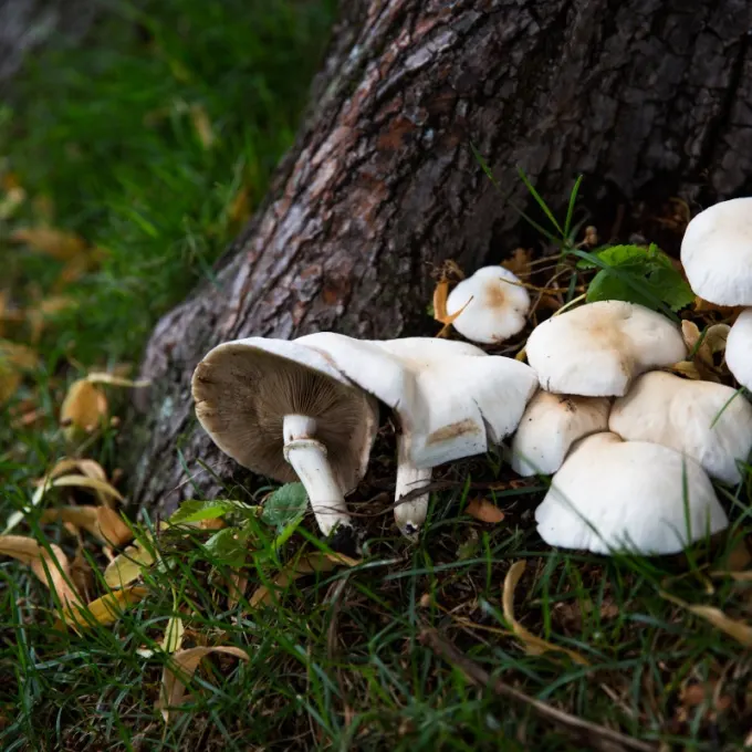 L'automne est la saison de la cueillette des champignons.