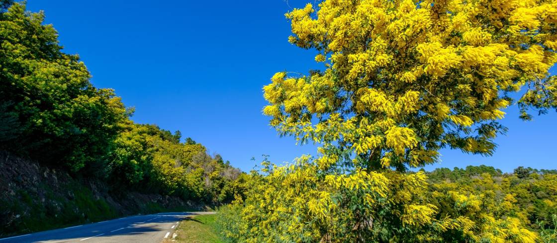 La splendeur jaune d'or de la route du Mimosa sur la Côte d'Azur