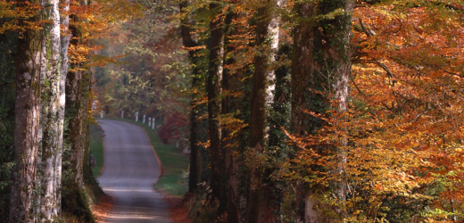 Bretagne : Les plus belles forêts pour se promener en automne
