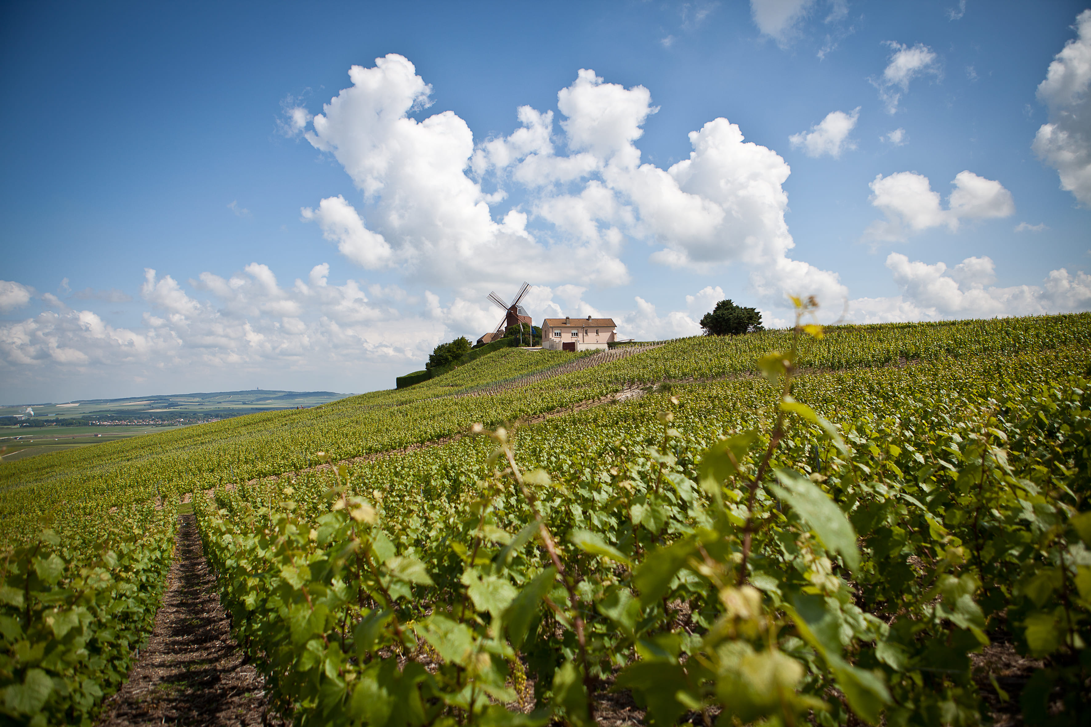 1-2 01 꼿꼿한 자부심으로 포도를 키우는 땅, 프랑스 와인 산지 5샹파뉴 shutterstock 201335915
