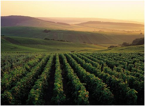 Vignobles & Découvertes: Vallée de la Marne