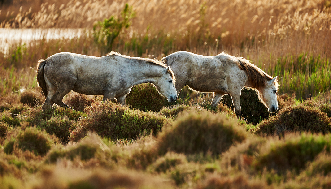 Camargue